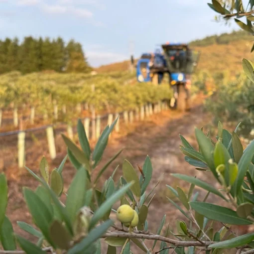 olivar en El Bierzo cultivo de aceite de oliva