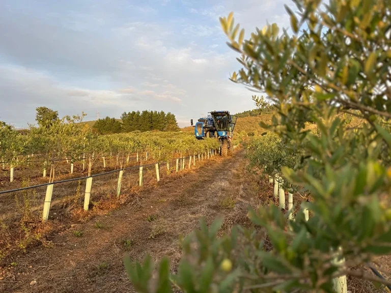 olivos en El Bierzo producción de AOVE
